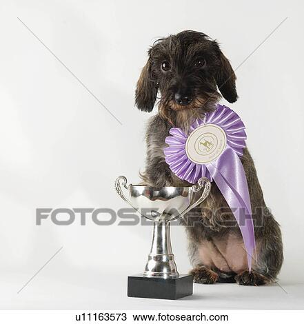 Stock Image - Dog wearing best-in-breed ribbon. Fotosearch