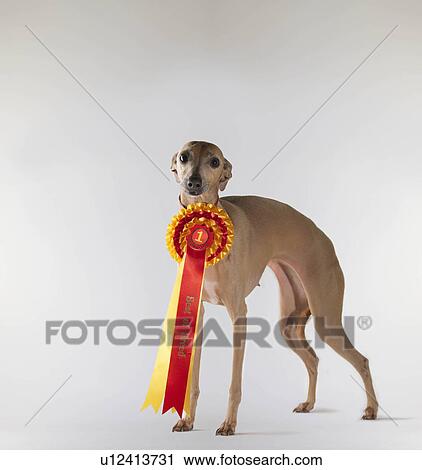 Dog wearing first prize ribbon View Large Photo Image Stock Image - Dog wearing first prize ribbon. Fotosearch