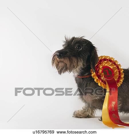 Dog wearing first prize ribbon View Large Photo Image Stock Photo - Dog wearing first prize ribbon. Fotosearch
