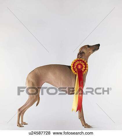 Dog wearing first prize ribbon View Large Photo Image Stock Photo - Dog wearing first prize ribbon. Fotosearch
