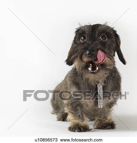 Stock Image - "Dog wearing jewelry, licking chops". Fotosearch
