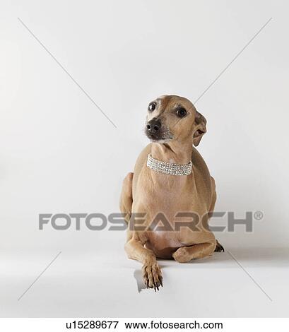 Stock Photo - "Dog wearing jewelry, looking at camera". Fotosearch