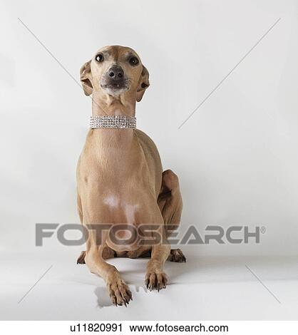 Stock Image - "Dog wearing jewelry, looking up". Fotosearch