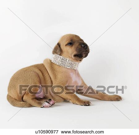 "Dog wearing jewelry, looking up" View Large Photo Image Stock Photo - "Dog wearing jewelry, looking up". Fotosearch