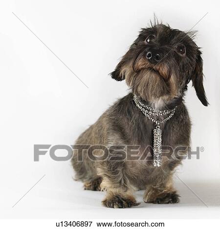 "Dog wearing jewelry, looking up" View Large Photo Image Stock Photo - "Dog wearing jewelry, looking up". Fotosearch
