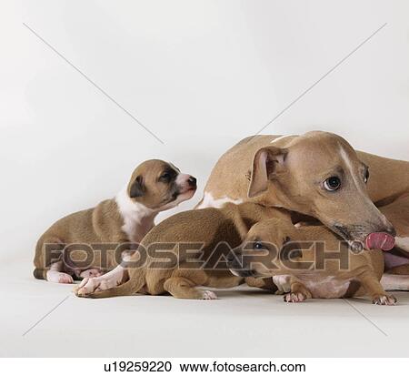 Dog with 3 1-week-old puppies View Large Photo Image Stock Image - Dog with 3 1-week-old puppies. Fotosearch