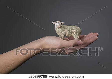 Stock Photo - Female hand holding model sheep. Fotosearch