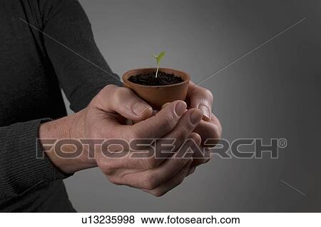Female hands holding a seedling View Large Photo Image Stock Photo - Female hands holding a seedling. Fotosearch