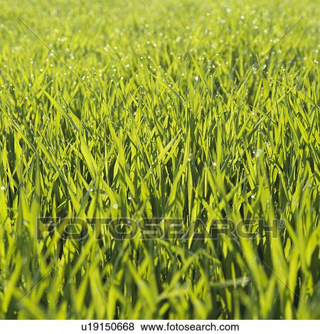 "Field, close-up" View Large Photo Image Stock Photo - "Field, close-up". Fotosearch