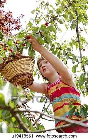Stock Image - Girl picking cherries. Fotosearch