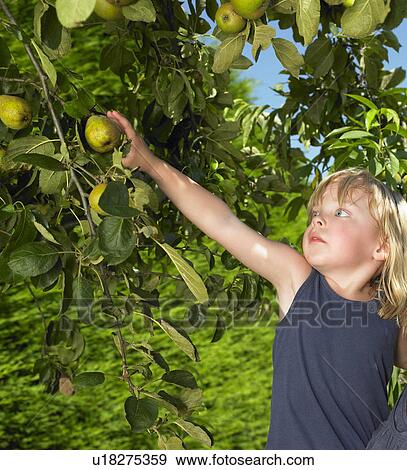 Stock Photo - Girl snatching apples. Fotosearch