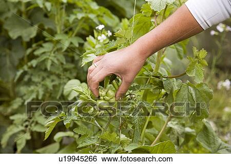 Hand feeling tomato plant in garden View Large Photo Image Stock Photograph - Hand feeling tomato plant in garden. Fotosearch
