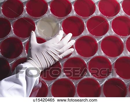 Laboratory technician and petri dishes View Large Photo Image Stock Photography - Laboratory technician and petri dishes. Fotosearch