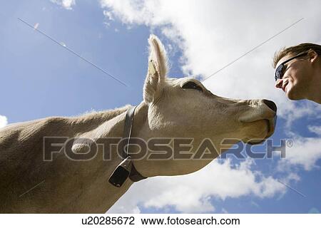 Stock Image - Man kissing cow. Fotosearch