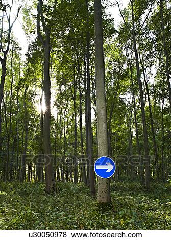 Road sign on tree in the woods View Large Photo Image Stock Photo - Road sign on tree in the woods. Fotosearch
