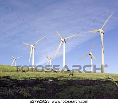 Sheep grazing in Front of Wind Turbines View Large Photo Image Stock Image - Sheep grazing in Front of Wind Turbines. Fotosearch