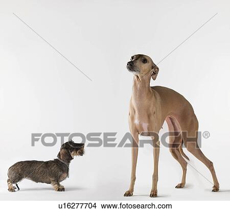 Small dog looking up at tall dog View Large Photo Image Picture - Small dog looking up at tall dog. Fotosearch