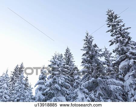 Stock Photography - Snow-covered pine trees. Fotosearch
