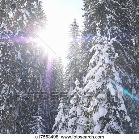 Sun bursting through snow-covered trees View Large Photo Image Stock Photo - Sun bursting through snow-covered trees. Fotosearch