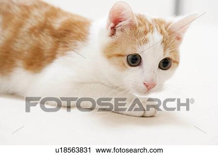 Stock Image - Young cat lurking. Fotosearch