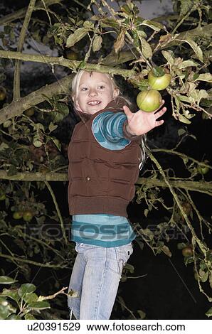Stock Photo - Young girl picking apple. Fotosearch