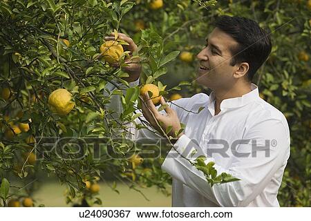 Man picking a fruit View Large Photo Image Stock Photo - Man picking a fruit. Fotosearch