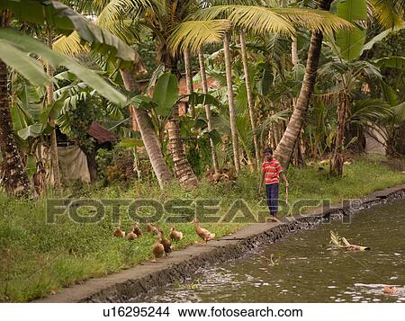 Boy in India walking beside water and ducks View Large Photo Image Picture - Boy in India walking beside water and ducks. Fotosearch