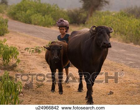Child herding cow and calf in India View Large Photo Image Stock Image - Child herding cow and calf in India. Fotosearch