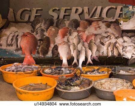 "Display of fish in Cochin, Kerala, India" View Large Photo Image Picture - "Display of fish in Cochin, Kerala, India". Fotosearch