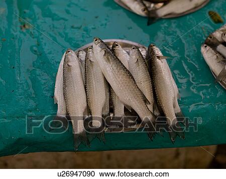 Stock Image - "Display of fish in Cochin, Kerala, India". Fotosearch