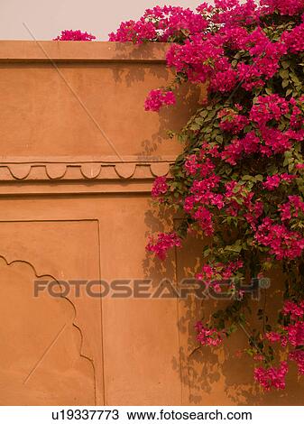 "Flowers growing along a wall in Agra, India" View Large Photo Image Stock Image - "Flowers growing along a wall in Agra, India". Fotosearch