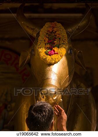 "Jaipur, India - golden cow" View Large Photo Image Stock Image - "Jaipur, India - golden cow". Fotosearch
