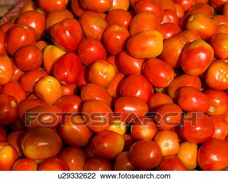 "Jaipur, India - pile of tomatoes" View Large Photo Image Stock Image - "Jaipur, India - pile of tomatoes". Fotosearch