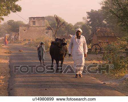 Stock Photo - Man and child walking with cow in India. Fotosearch