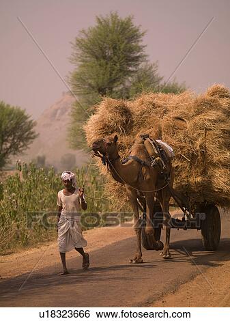 Stock Photograph - Man leading camel with load of straw in India. Fotosearch