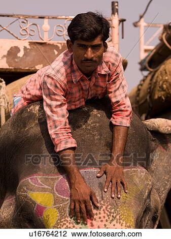 Stock Image - Man on elephant in India. Fotosearch