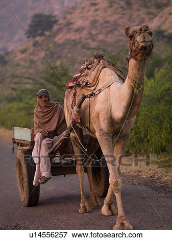 Stock Photo - Man riding camel cart in India. Fotosearch