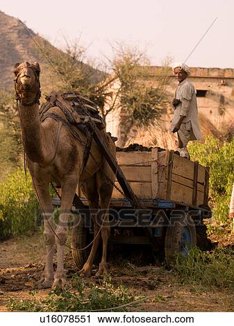 Man standing in a cart being pulled by a camel View Large Photo Image Stock Image - Man standing in a cart being pulled by a camel. Fotosearch