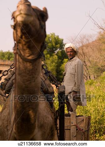 Stock Photo - Man standing in a cart being pulled by a camel. Fotosearch