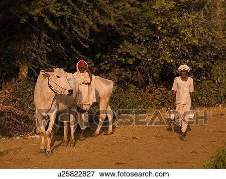 Men with cows in India View Large Photo Image Stock Photo - Men with cows in India. Fotosearch