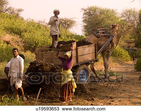 Stock Image - People loading camel cart in India. Fotosearch