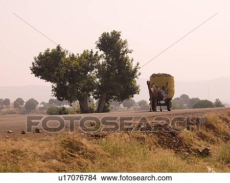"Rajasthan, India - camel pulling a cart" View Large Photo Image Picture - "Rajasthan, India - camel pulling a cart". Fotosearch