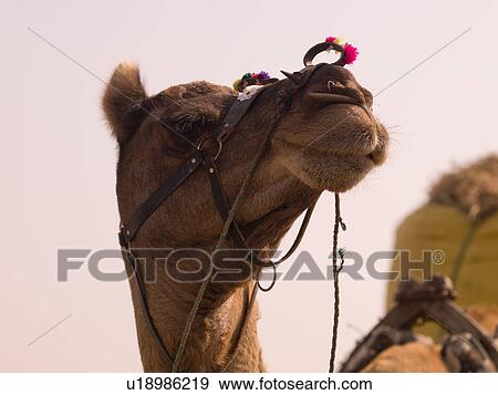 Stock Photo - "Rajasthan, India - camel". Fotosearch
