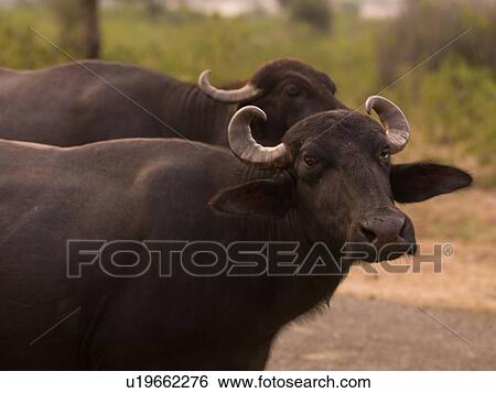 "Rajasthan, India - cows with horns" View Large Photo Image Stock Photograph - "Rajasthan, India - cows with horns". Fotosearch