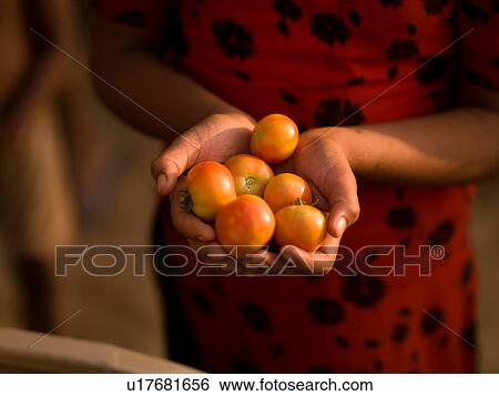 Stock Photograph - "Rajasthan, India - hand holdng tomatoes". Fotosearch