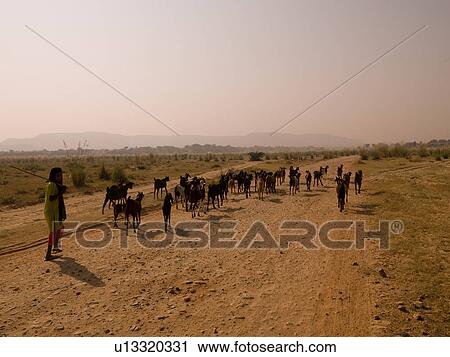 "Rajasthan, India - herd of goats" View Large Photo Image Stock Image - "Rajasthan, India - herd of goats". Fotosearch