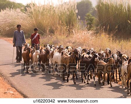 Stock Image - "Rajasthan, India - herd of goats". Fotosearch