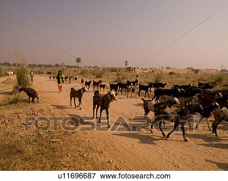 "Rajasthan, India - herd of goats" View Large Photo Image Stock Photo - "Rajasthan, India - herd of goats". Fotosearch
