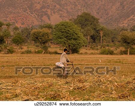 "Rajasthan, India - Man riding his bike through a field" View Large Photo Image Picture - "Rajasthan, India - Man riding his bike through a field". Fotosearch