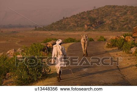 Stock Photograph - "Rajasthan, India - man with his cow". Fotosearch
